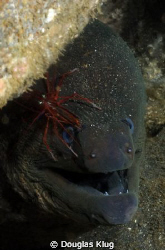 Tiny Freind. California moray eel with red rock shrimp at... by Douglas Klug 